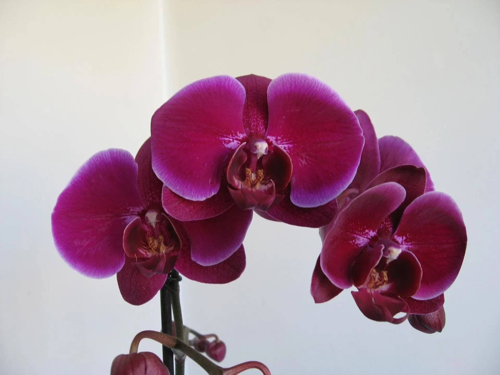 Крупноцветковые орхидеи фаленопсис сорта фото Фото бордовых орхидей: найдено 89 картинок
