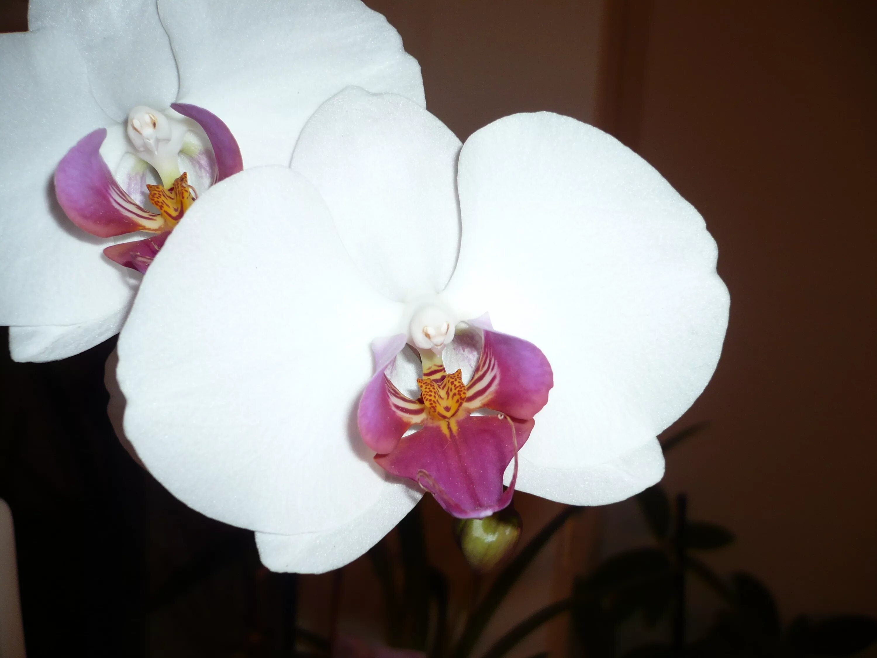 Крупноцветковые орхидеи фаленопсис сорта фото Free Images : blossom, white, flower, petal, bloom, flora, phalaenopsis, macro p
