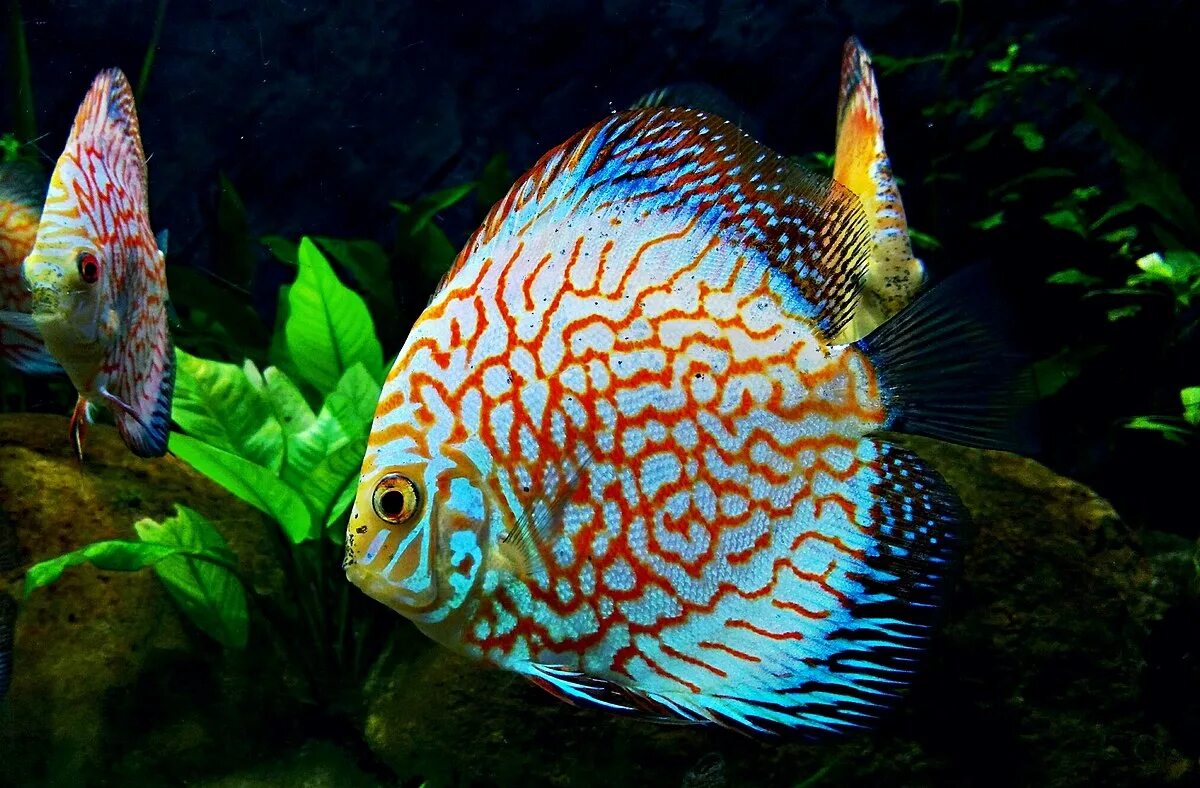 Крупные аквариумные рыбки фото Файл:Angelfish.jpg - Википедия
