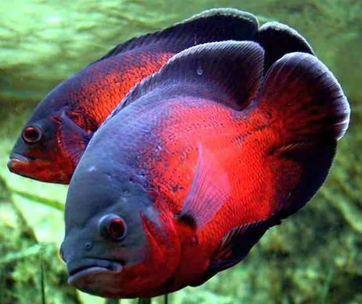 Крупные аквариумные рыбки фото South American Cichlid Red Oscar Oscar fish, American cichlid, Tropical freshwat