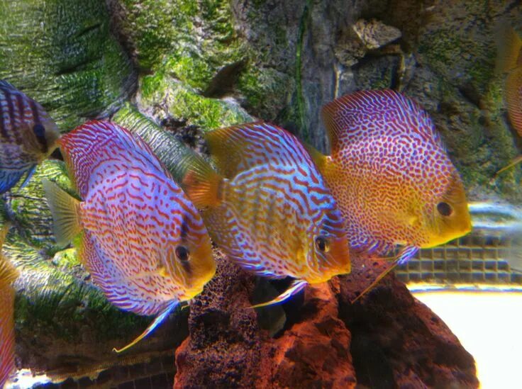 Крупные аквариумные рыбки фото More Discus Discus fish, Tropical fish, Beautiful fish