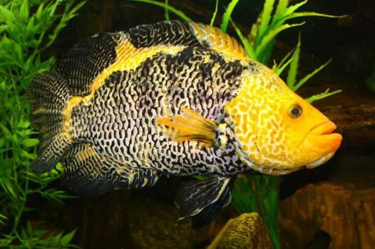 Крупные аквариумные рыбки фото Aquarium fish, Freshwater aquarium fish, Cichlid fish