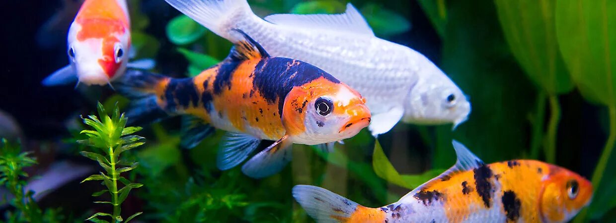 Крупные аквариумные рыбки фото Koi Aquarium Cheap Sale www.baikalcinema.ru