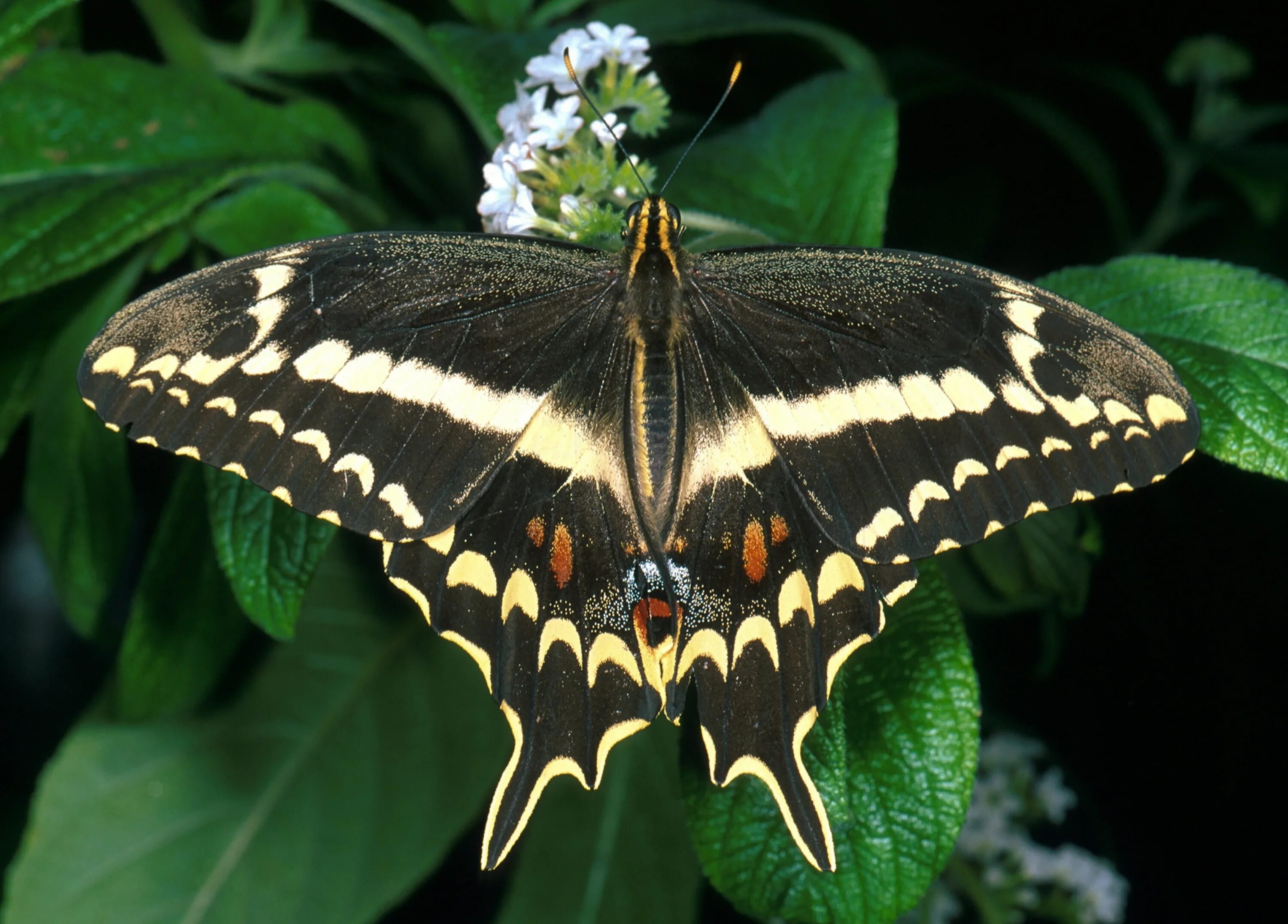 Крупные бабочки россии фото с названиями Hope for Endangered Butterfly Species