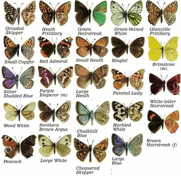 Крупные бабочки россии фото с названиями Pin by Nohemi on BUTTERFLIES Butterfly species, Beautiful butterflies, Butterfly
