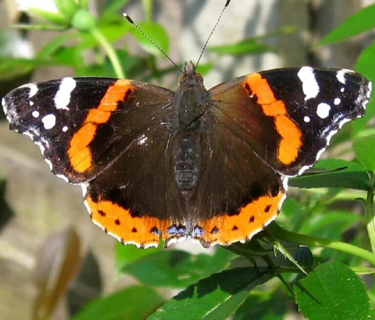 Крупные бабочки россии фото с названиями Red Admiral Butterfly