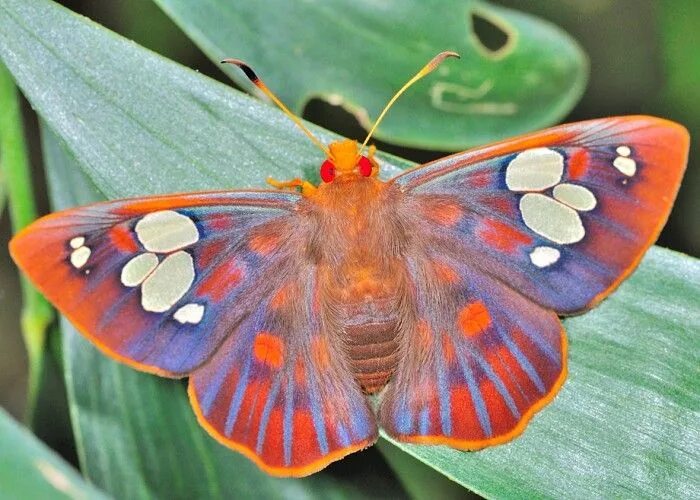 Крупные бабочки россии фото с названиями From HUMAN THUMB THING to Beautiful Butterfly. Nature is Completely Nuts! Beauti