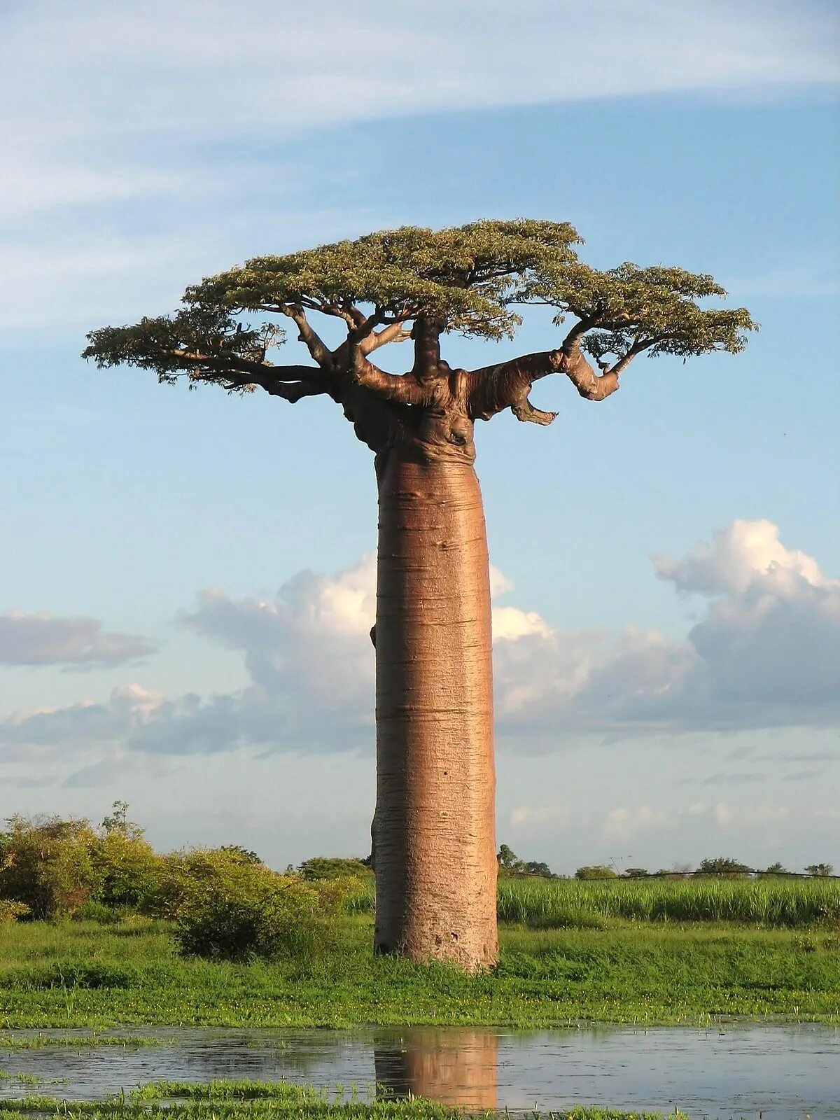 Крупные деревья фото Wikipedia:Featured picture candidates/File:Adansonia grandidieri04.jpg - Wikiped