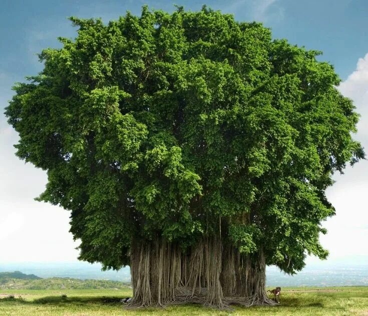 Крупные деревья фото Pin on Doğa: Ağaçlar Hayvanlar, Çiçekler Banyan tree, Trees to plant, Beautiful 