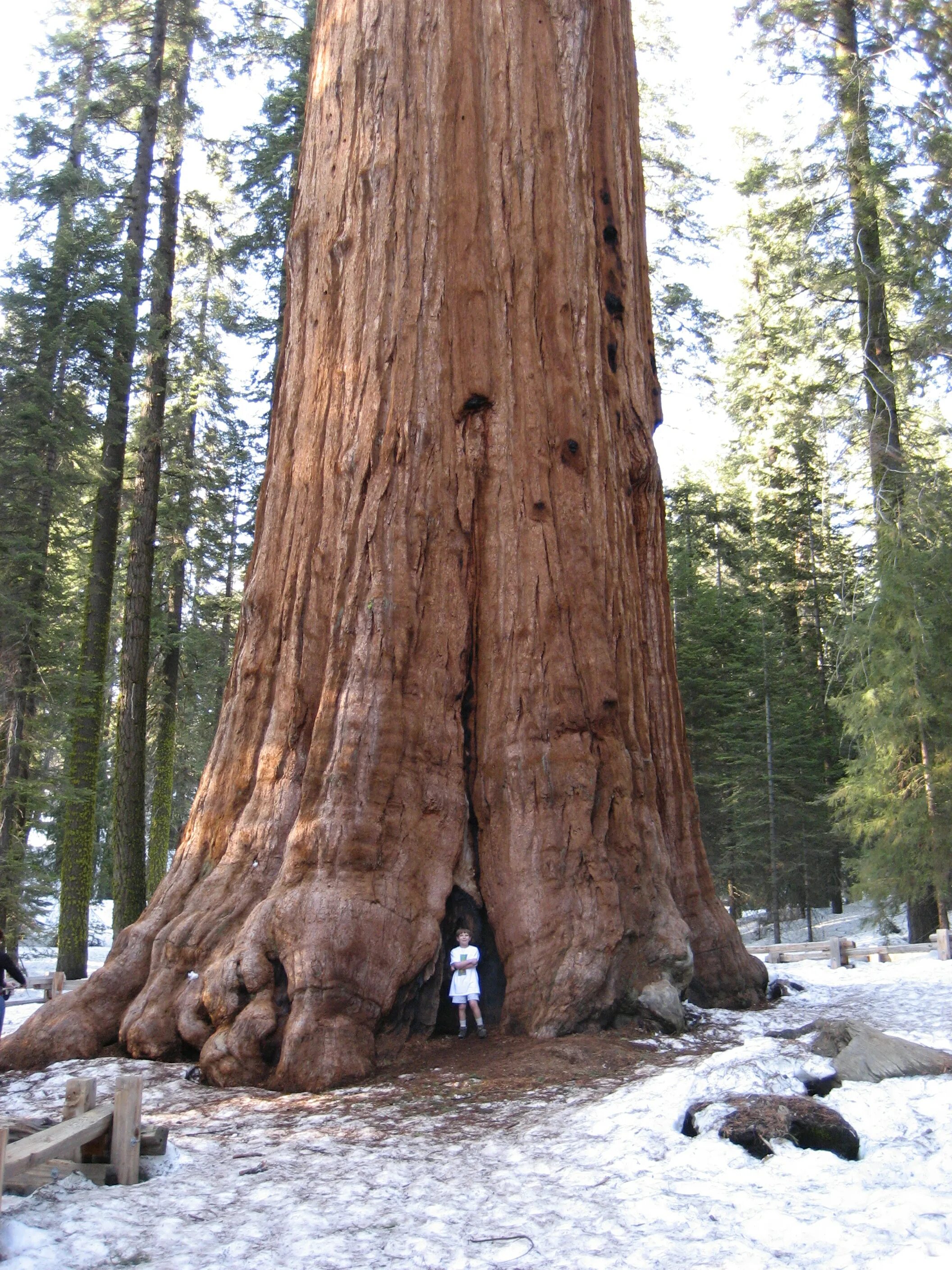 Крупные деревья фото Talk:General Sherman (tree) - Wikipedia
