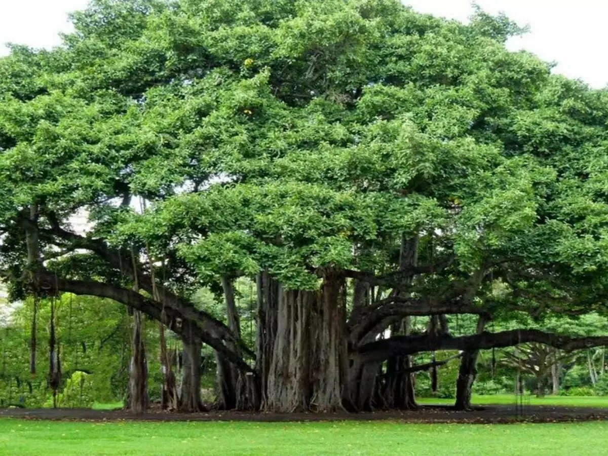 Крупные деревья фото The tree of life—world’s largest living single-tree canopy is in Andhra Pradesh 
