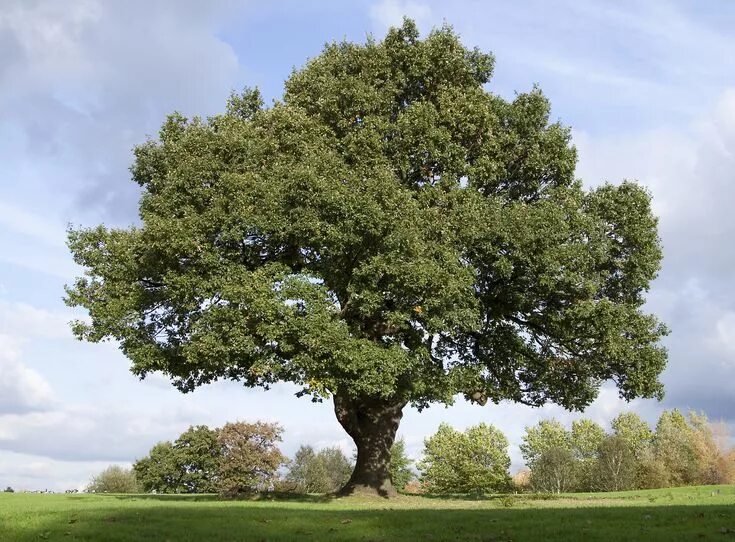 Крупные деревья фото About Oak Trees Hunker Oak tree diseases, Landscape trees, Old oak tree