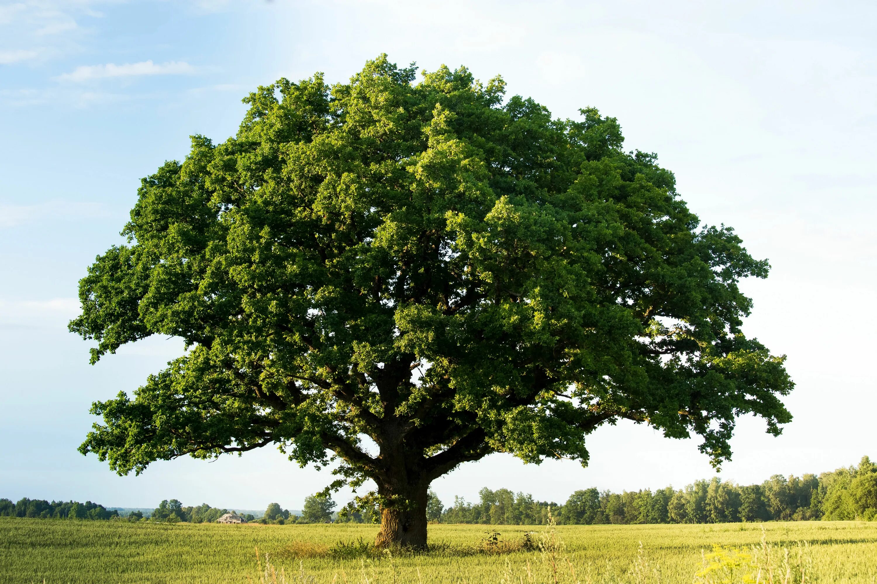 Крупные деревья фото Oak Tree Value on Real Estate Planteideer, Økosystem, Druid