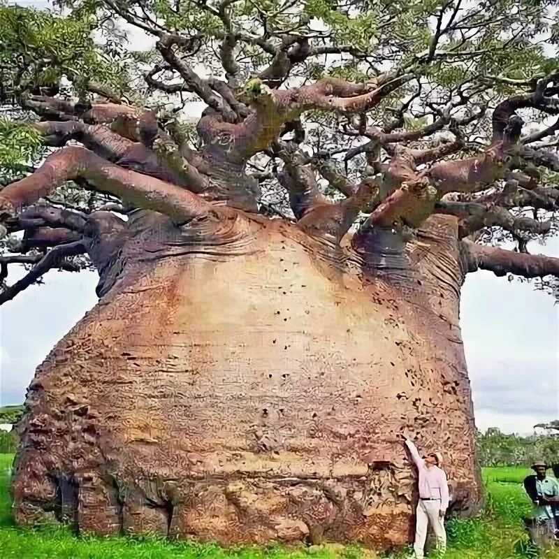 Крупные деревья фото 5 Baobab Seeds Adansonia digitata "Tree of Life" Rare Monkey Bread Bonsai Plant 