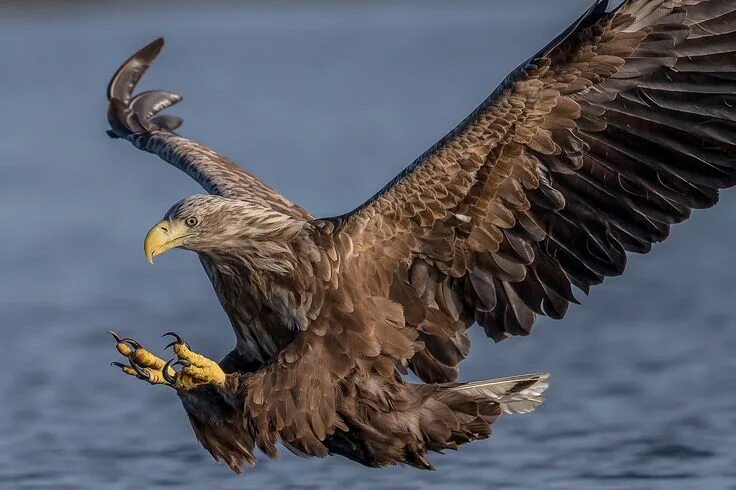 Крупные фото хищных птиц White-tailed sea eagle - closeup White tailed eagle, Eagle bird, Eagle