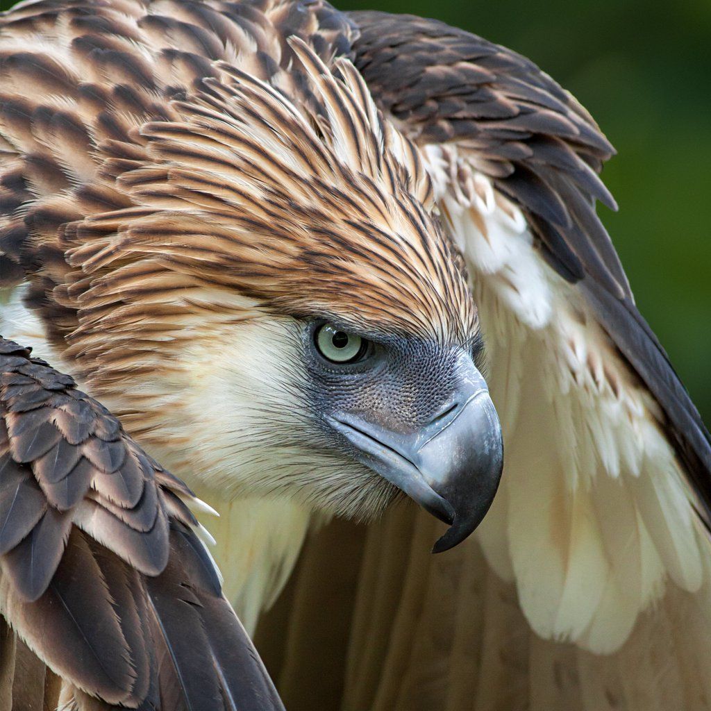 Крупные фото хищных птиц 43 Killer Pics To Make Your Day - Wow Gallery Bird species, Wild birds, Philippi