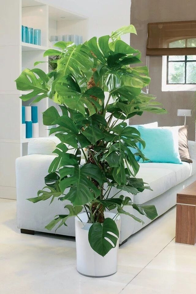 Крупные комнатные растения фото и названия The nine best indoor plants for bright, leafy interiors Arredamento piante da in