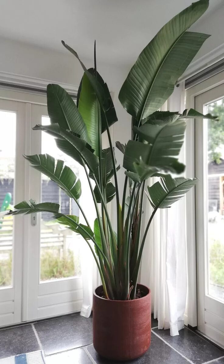 Крупные комнатные растения фото и названия XXL strelitzia nicolai Plantas altas de interior, Plantas hojas grandes, Decorac