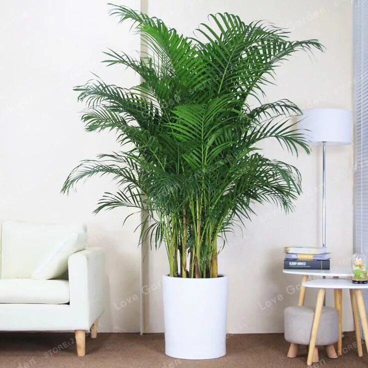 Крупные комнатные растения фото и названия Butterfly Palm - 5 Seeds - Jala & Noor Internationally sourced Arabic and Islami
