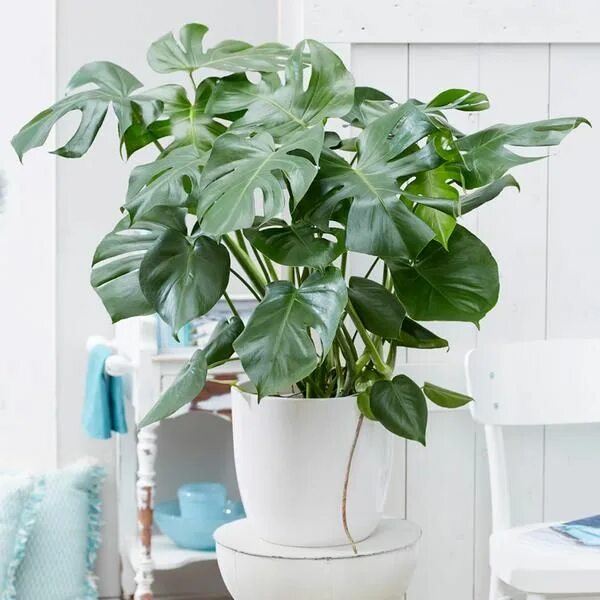 Крупные комнатные растения фото и названия Monstera (Swiss Cheese Plant) Low light house plants, House plants indoor, Best 
