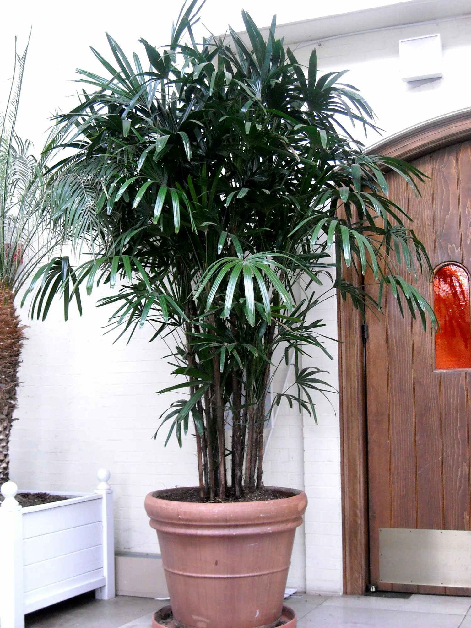 Крупные комнатные растения фото и названия нецветущие Rhapis Palm in 2024 Indoor palm trees, Trees to plant, Plants