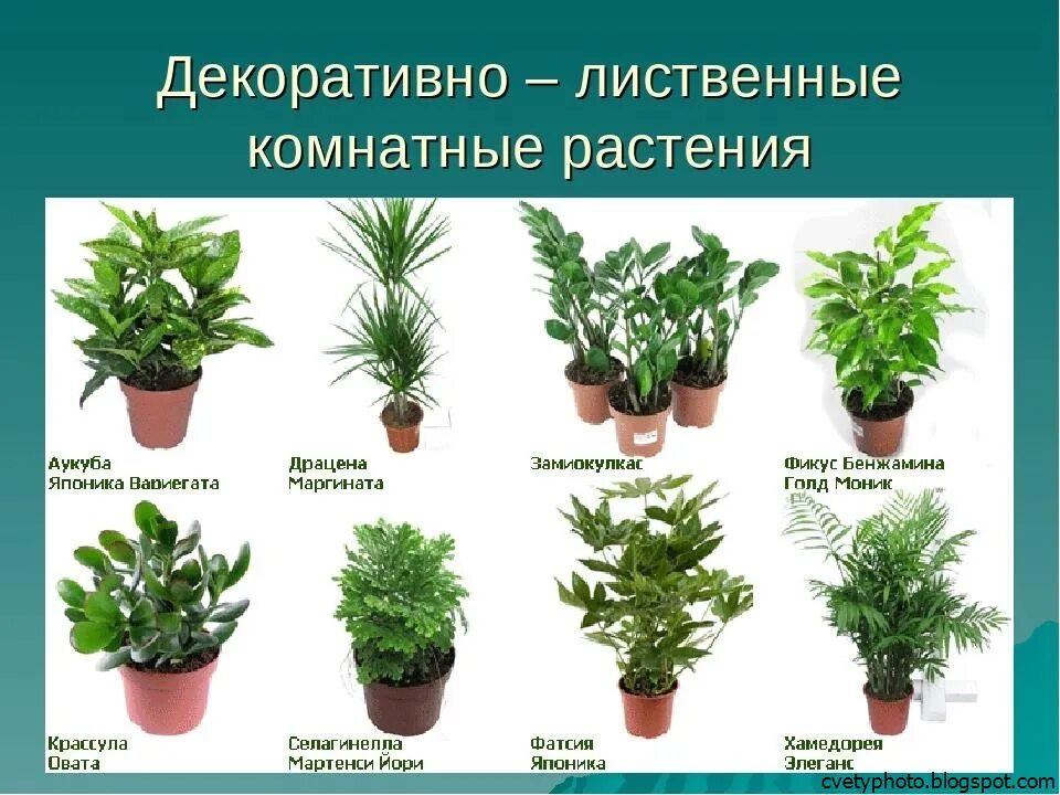 Крупные комнатные растения фото и названия нецветущие Комнатные цветы и их названия с фото