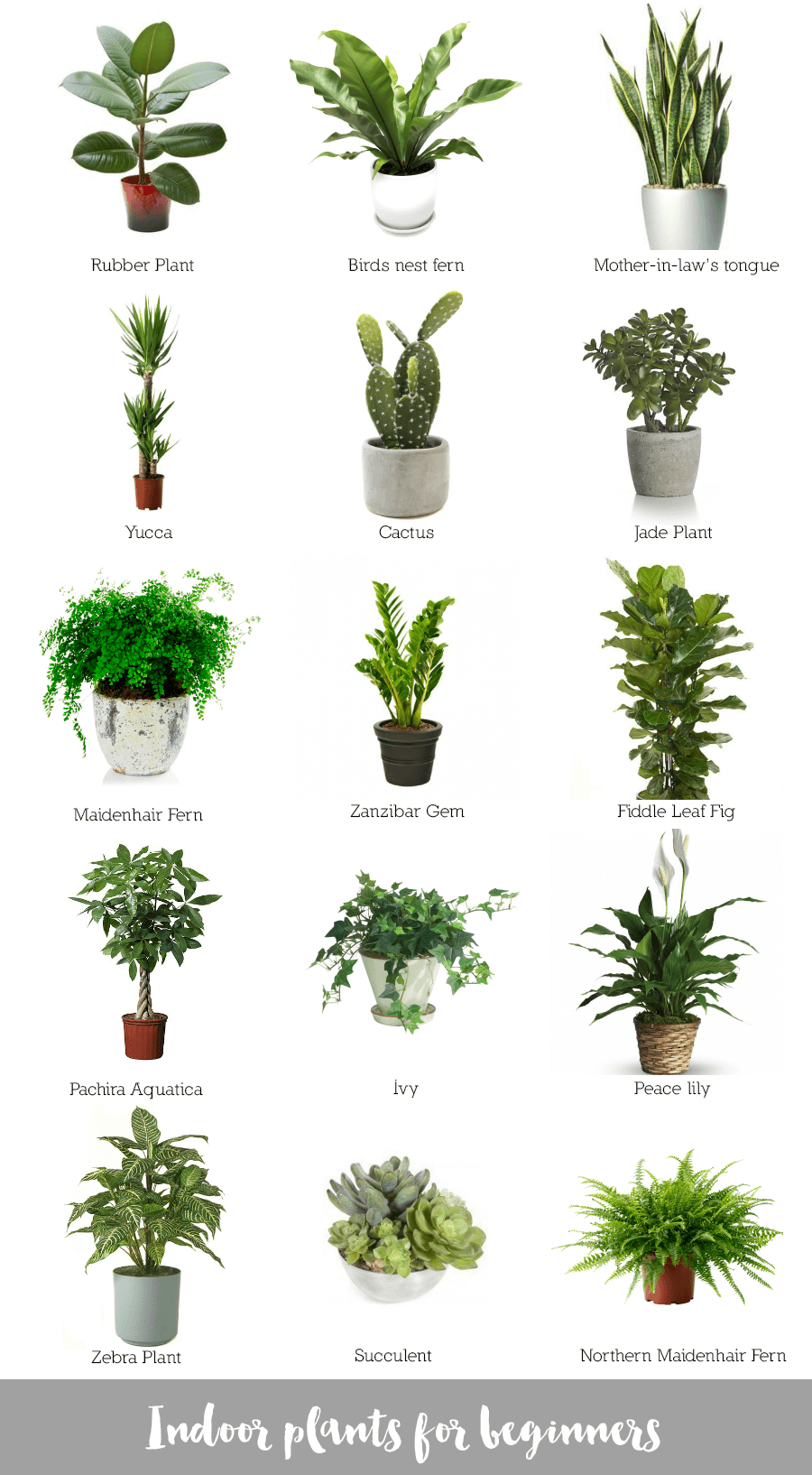 Крупные комнатные растения фото и названия нецветущие Indoor plants for beginners Best desk plants, Desk plants, Plants indoor apartme