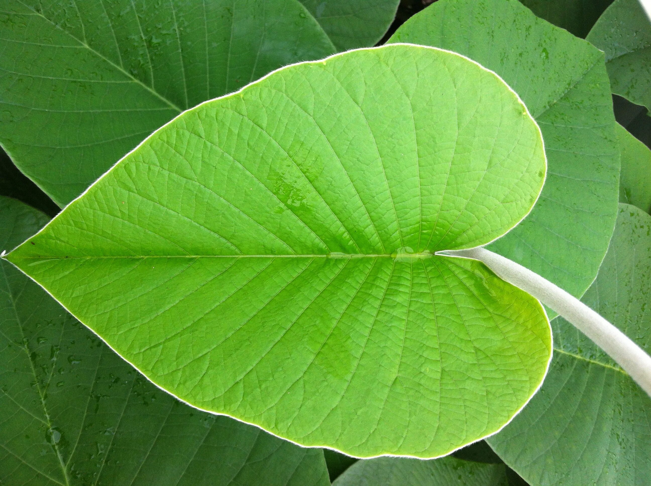 Крупные листья фото Free Images : leaf, flower, green, produce, botany, flora, shrub, deciduous, flo