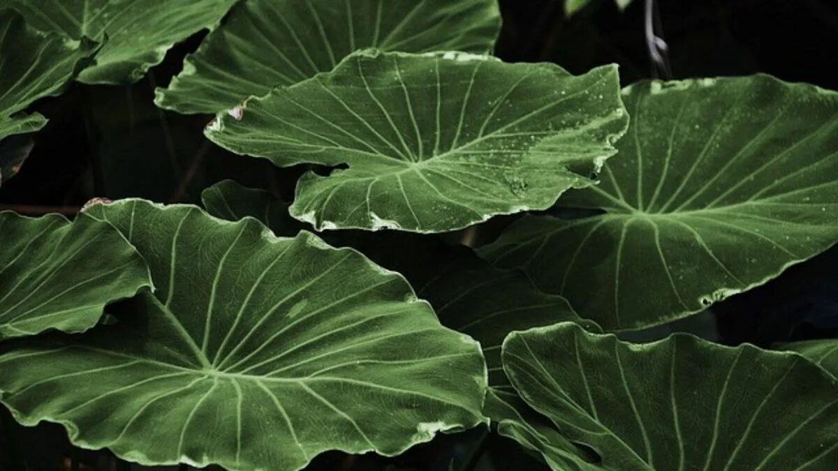 Крупные листья фото Qué son los estomas y para qué lo utilizan las plantas