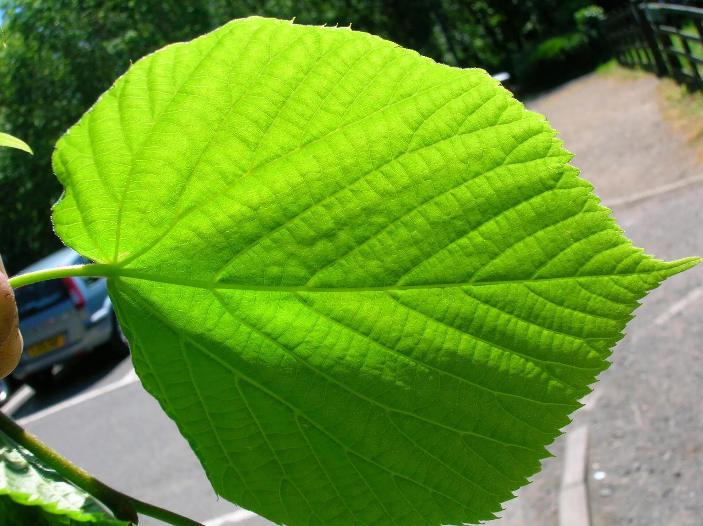 Крупные листья фото Файл:Tilia x cordata leaf underside.JPG - Википедия
