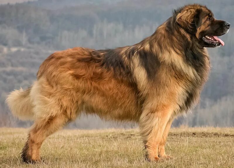 Крупные породы собак фото Pin on Leonbergers