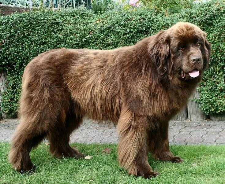 Крупные породы собак фото #newfoundland #dog. Apparently they come in brown Породы больших собак, Крупные 