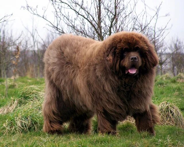 Крупные породы собак фото Kramer Expensive dogs, Large dog breeds, Dogs