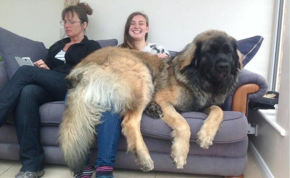 Крупные породы собак фото Leonberger dog weighing 11st draws crowds for sausage-eating skills - BBC News