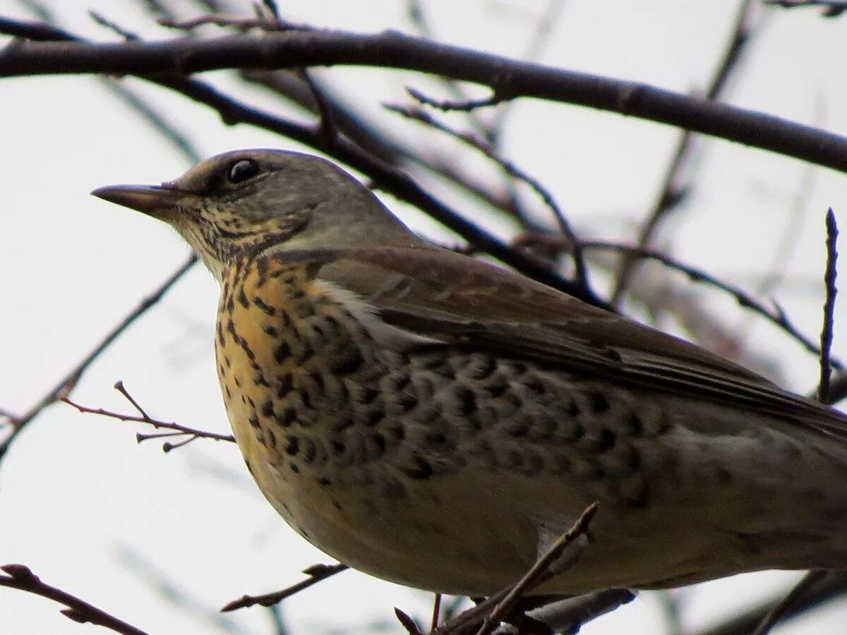 Крупные птицы подмосковья фото Fieldfare (Turdus pilaris). Birds of Siberia.