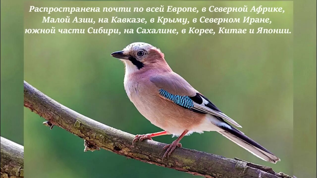 Крупные птицы средней полосы фото Сойка в парке - YouTube