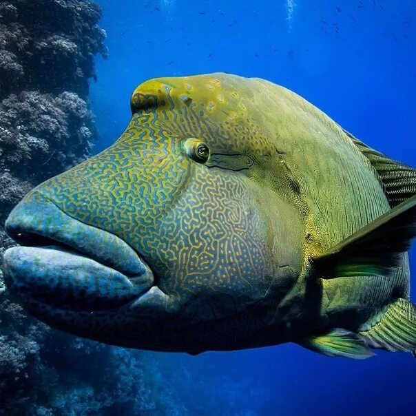 Крупные рыбы красного моря фото The Napoleon Fish. Gorgeous coloring ! 2023 Удивительный мир VK
