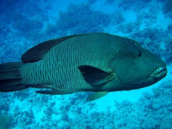 Крупные рыбы красного моря фото #рыбы Рыба-Наполеон (Cheilinus undulatus) или губан Маори Вдоль наружных склонов