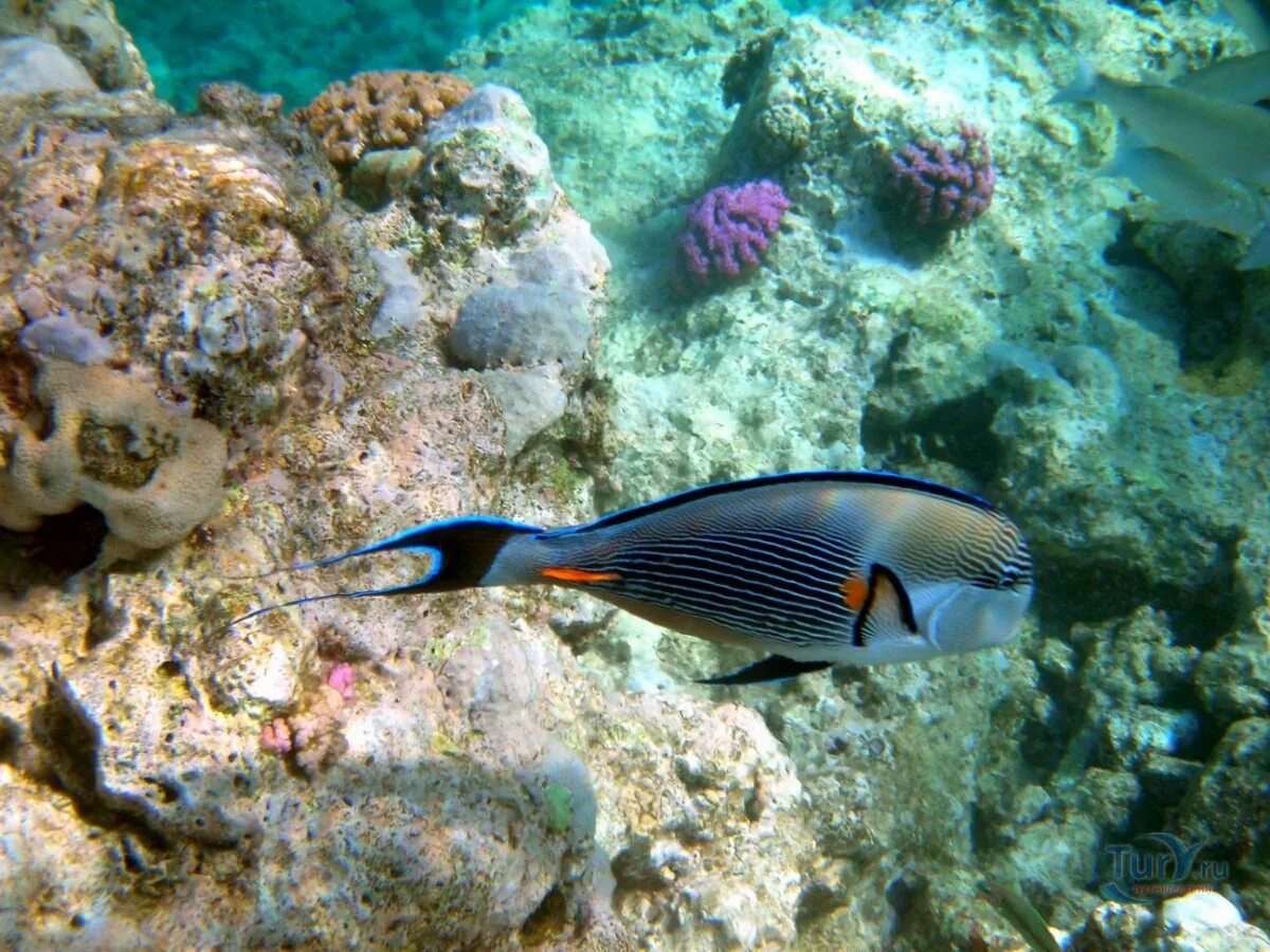 Крупные рыбы красного моря фото Рыбки Красного моря (104 фото)