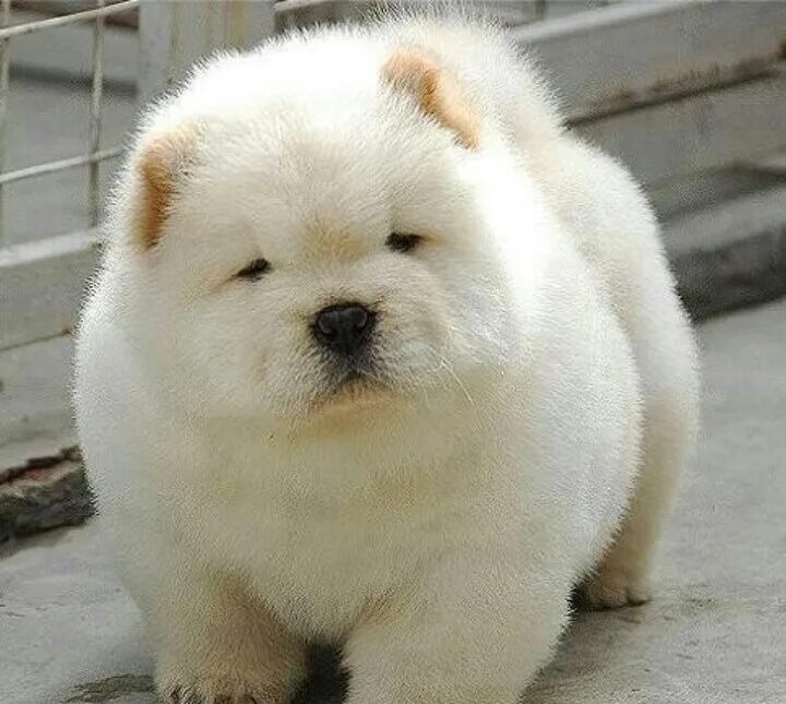 Крупные щенки фото Cute Chow Chow baby!!! Baby animals, Cute animals, Cute dogs