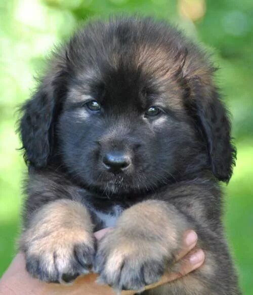 Крупные щенки фото Pin by tim christian on dogs we love Leonberger dog, Dog pictures, Cute dogs