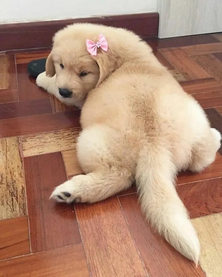 Крупные щенки фото Pin by Hải Anh Đoàn on Animals Cute dogs, Baby dogs, Baby animals