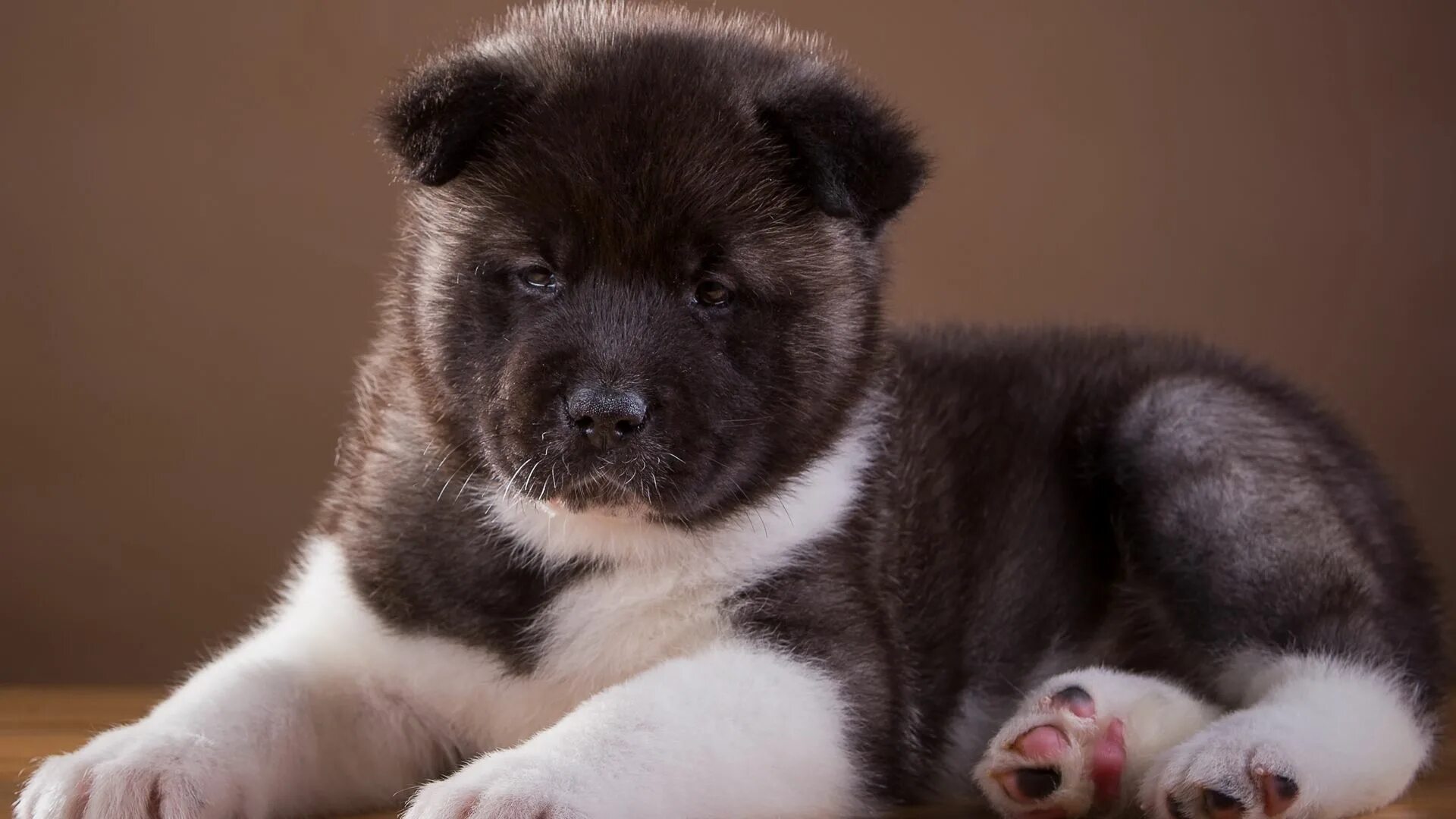 Крупные щенки фото Download wallpaper 1920x1080 akita, puppy, dog full hd, hdtv, fhd, 1080p hd back