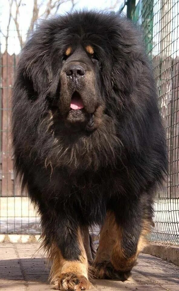 Крупные собаки фото с названиями Daniel Aular on X Big dog breeds, Huge dogs, Dogs