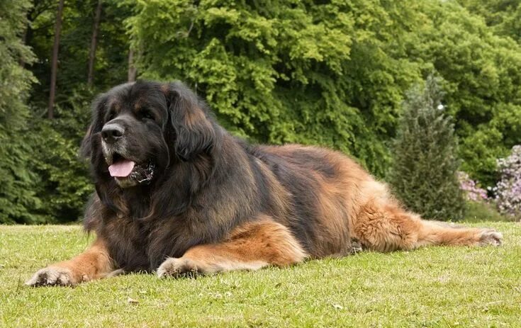Крупные собаки фото с названиями Леонбергер Perros cachorros, Razas de perros, Perros