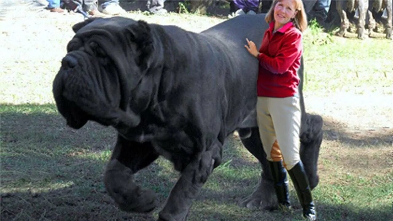Крупные собаки фото с названиями Dangerous dogs that are banned Most illegal Dog Breeds in the World Urdu/Hindi w