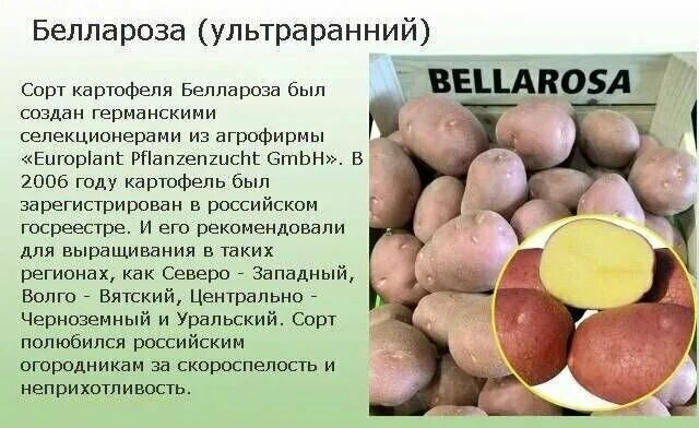 Крупные сорта картофеля фото и описание Картофель семенной Беллароза 5кг - купить в интернет-магазине по низкой цене на 