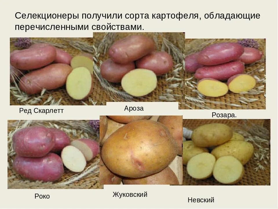 Крупные сорта картофеля фото и описание Популярные сорта картофеля eCookie.ru