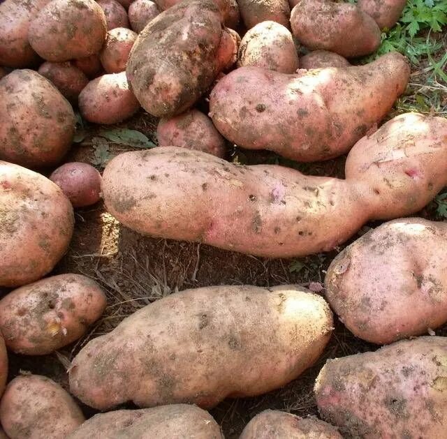 Крупные сорта картофеля фото и описание Картофель Лапоть: описание сорта, фото, отзывы Картофель, Выращивать картофель, 