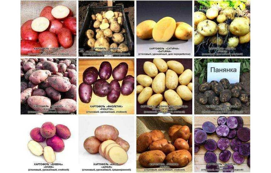 Крупные сорта картофеля фото и описание Название картошки в беларуси